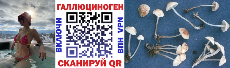 Псилоцибиновые грибы MAGIC MUSHROOMS Вяземский